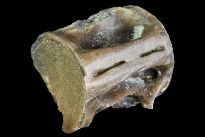 Fossil Vertebra (Gar) - Aguja Formation, Texas #105059